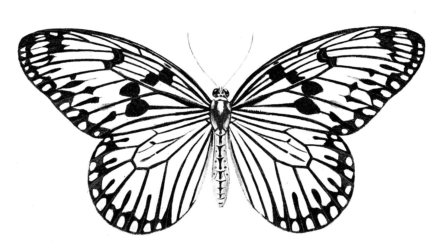 12+ Black And White Butterfly Clipart! - The Graphics Fairy regarding Printable Butterfly Clipart Black And White